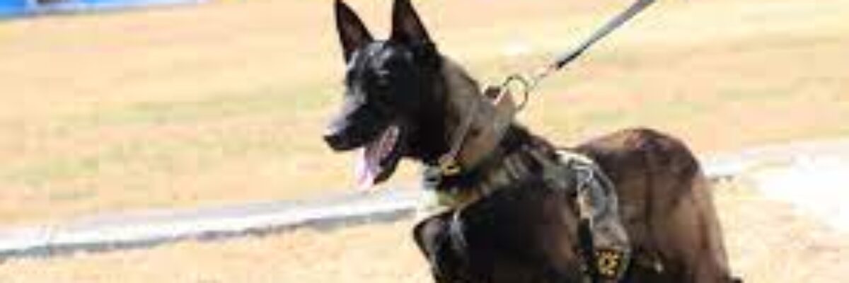 JDF, canine division join search for missing British national