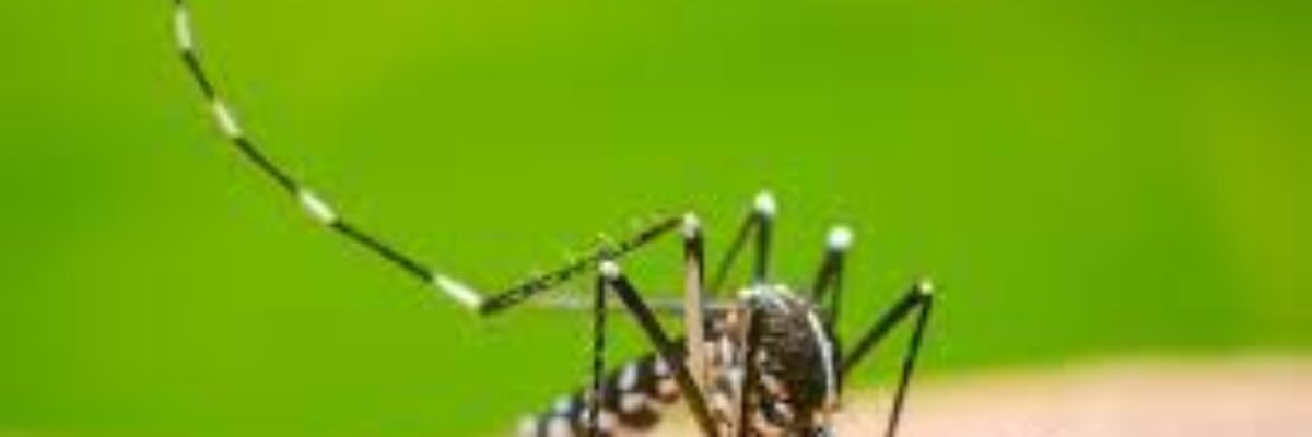 Dengue cases in Jamaica increase to 1,060