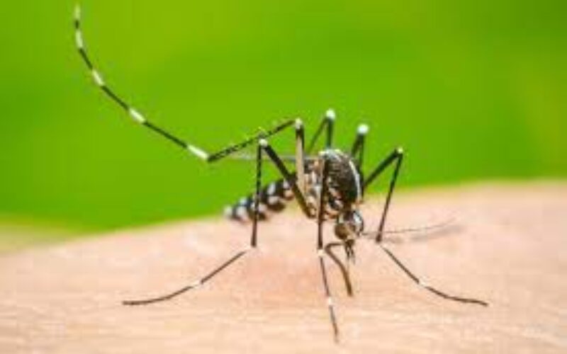 JTA urges parents not to send ill children to school in light of dengue outbreak